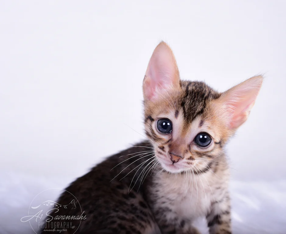 Female Savannah Kitten Sallie is from A1Savannahs in northern Oklahoma