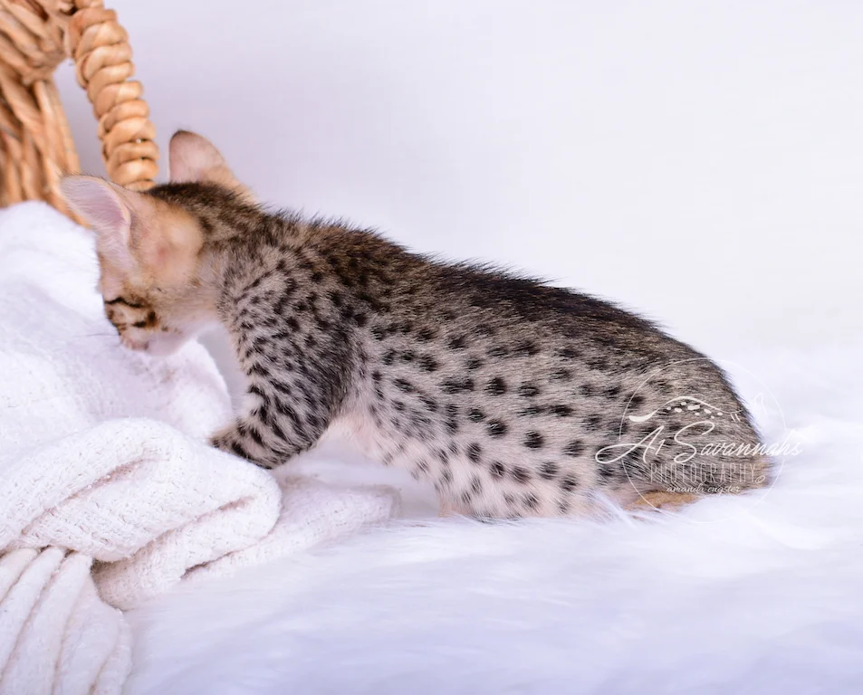 Showing off what we do best is A1Savannahs Sallie, a female SBT Savannah Kitten