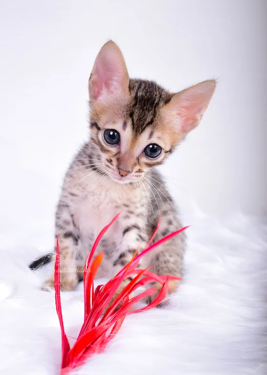 Savannah Kitten Sallie playing with her toy from A1Savannahs