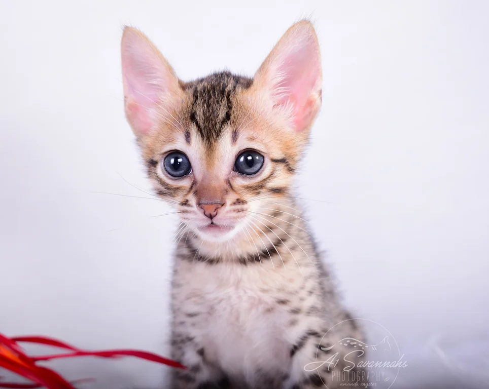 Radiant and outgoing is A1Savannahs SBT Female Savannah Kitten Sallie
