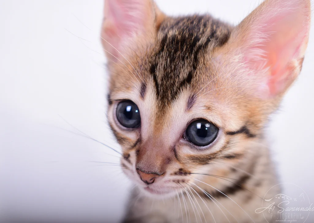 Sallies exotic facial markings really show off her serval characteristics