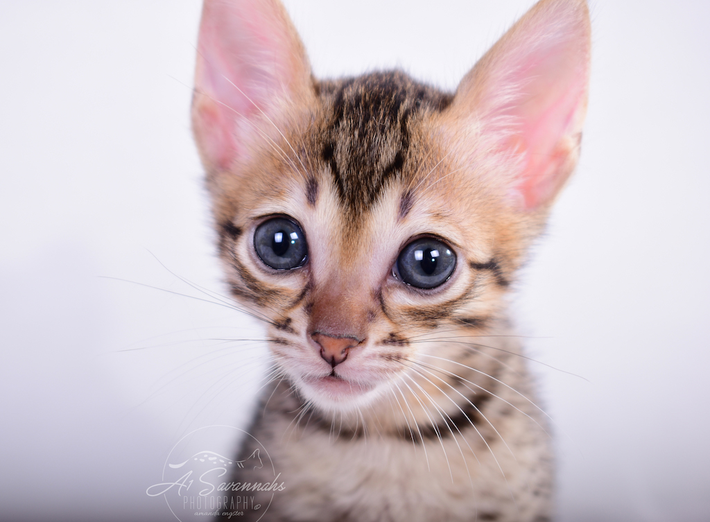 Sallie is an F6 SBT Savannah Kitten from The Original Founder of the Savannah Cat Breed