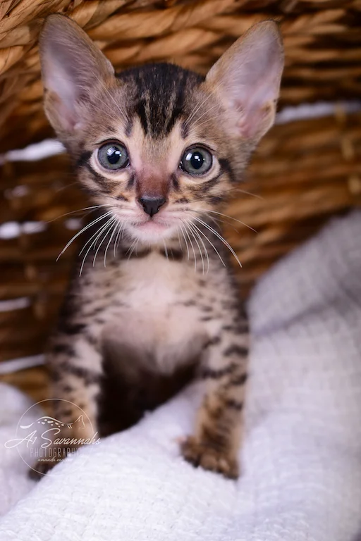 Look at this adorable little face of Skipper, Male SBT Savannah Kitten from The Original Founder of the Savannah Cat Breed