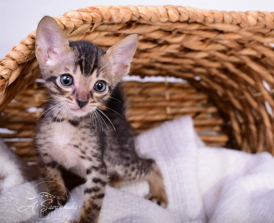 A1Savannahs Skipper is an F6 SBT Savannah Male Kitten 