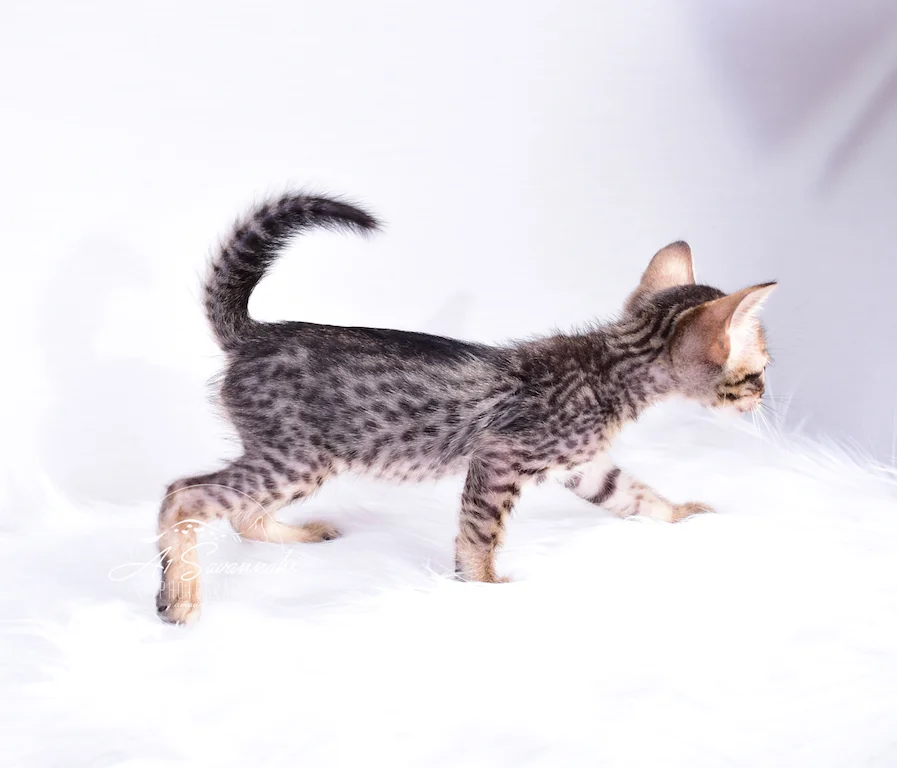 Showing off his long lean body is male Savannah Kitten Skipper