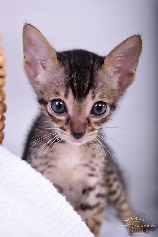 No one can resist a black nosed kitten like Skippers, from A1Savannahs in Ponca City, OK