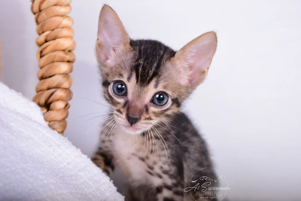 A1Savannahs Skipper is an F6 SBT Savannah male kitten
