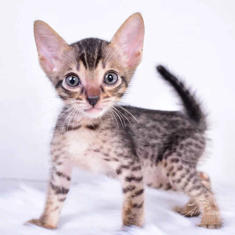 Skipper is a handsome young savannah kitten from A1Savannahs