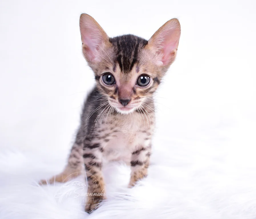 Oklahoma Born and raised Skipper is an SBT Savannah Kitten 