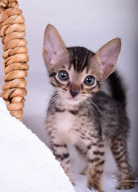 Skipper is a male Savannah Kitten from The Original Founder of the Savannah Cat Breed