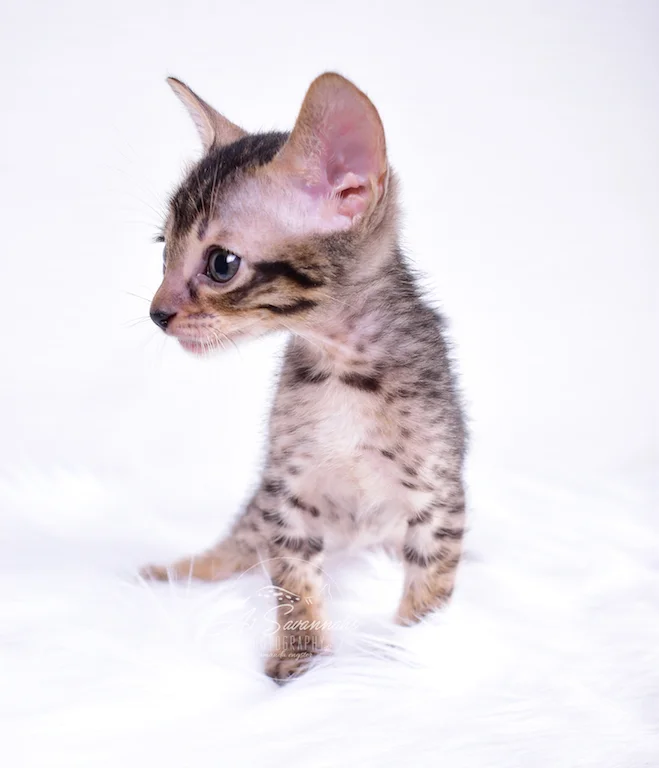 Extraordinary and Exotic is A1Savannahs SBT Savannah Kitten Skipper