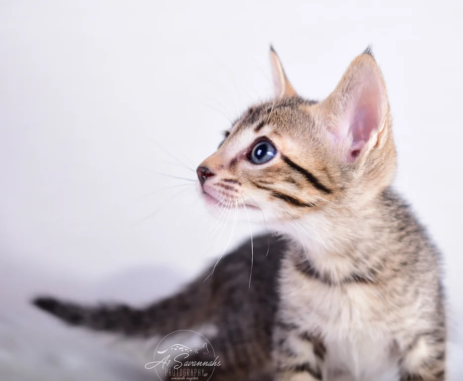 Showing off his beautiful facial markings is A1Savannahs SBT Male Savannah Kitten Skyler