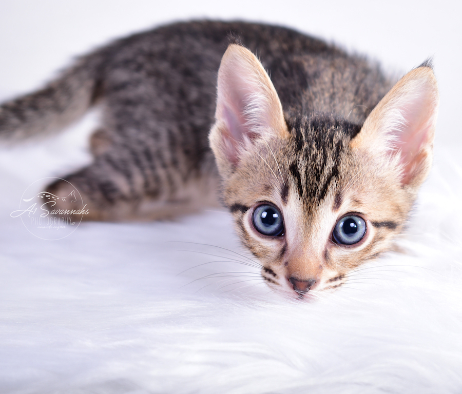 Crouching down to attack his toy is Skyler, a male Savannah Kitten from The Original Founder of the Savannah Cat Breed