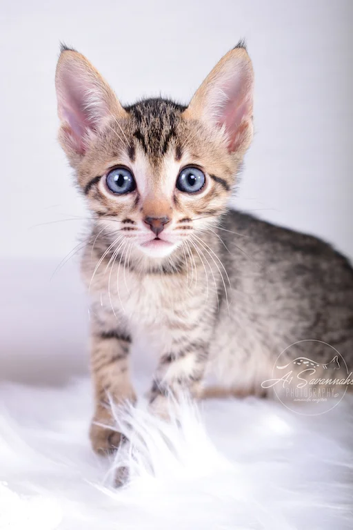 A1Savannahs Skyler is an amazing young Savannah Kitten from A1Savannahs