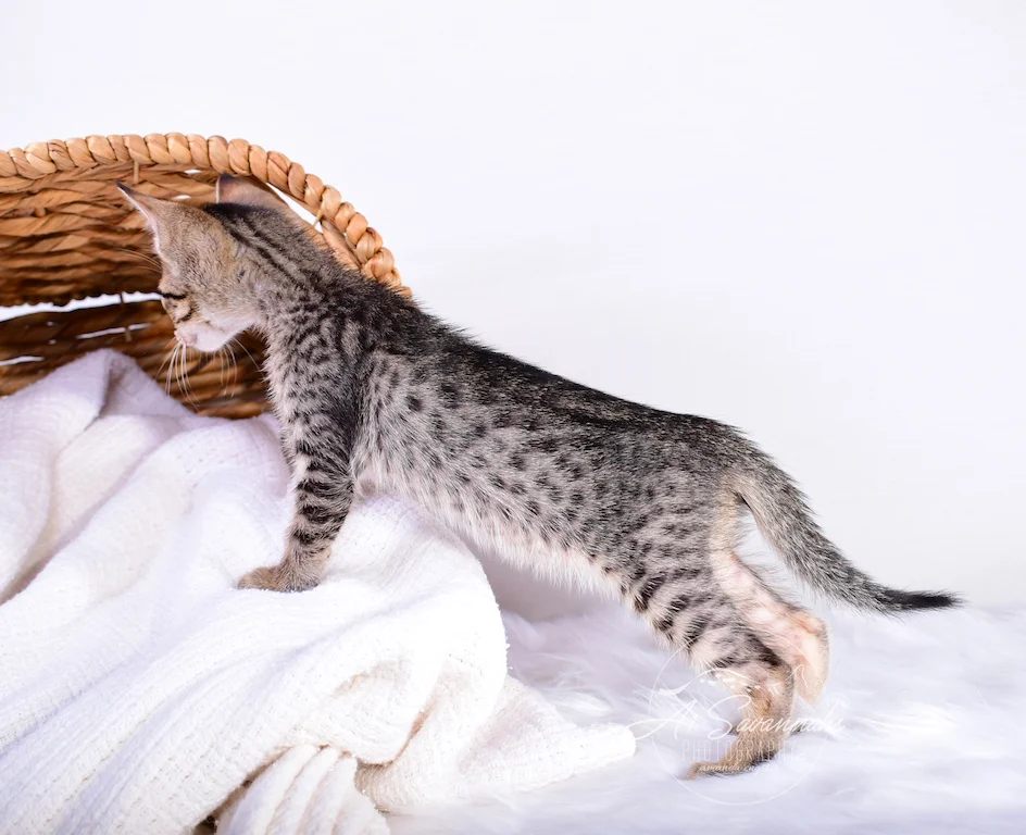 Showing off his terrific long lean body is A1Savannahs Skyler, a male savannah kitten