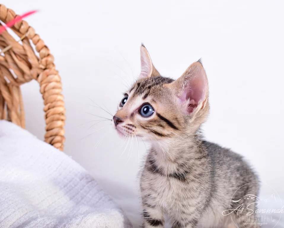 A1Savannahs Skyler has his gaze set on his toy and ready to pounce