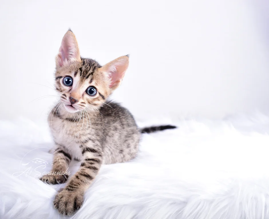 My what big paws you have from Skyler a young male savannah kitten from a breeder in Northern Oklahoma
