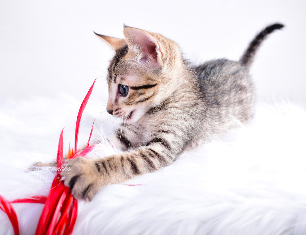 Enjoying time with his toys is A1Savannahs SBT male kitten Skyler