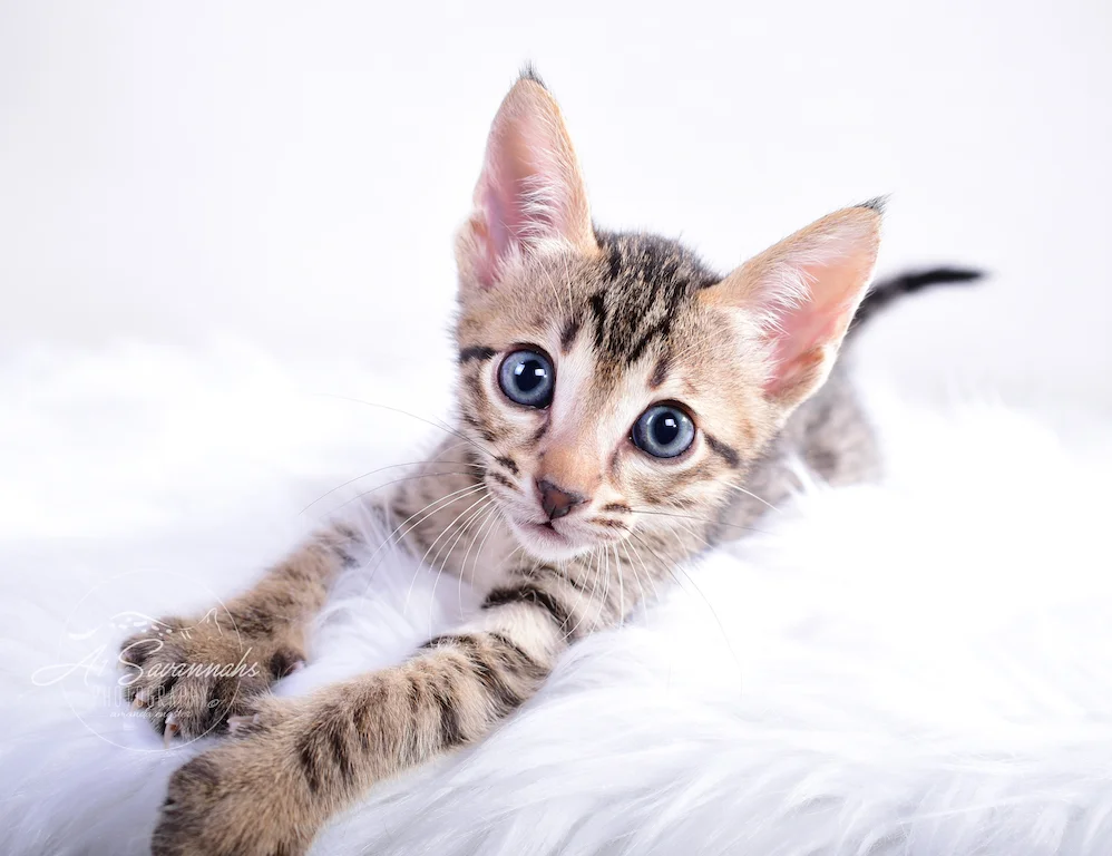 Skyler is an SBT Male Savannah Kitten From A1Savannahs showing off his huge paws and blue eyes