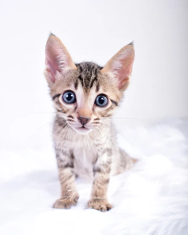 Making sure you are paying attention to him is SBT Male Savannah Kitten Skyler from The Original Founder of the Savannah Cat Breed