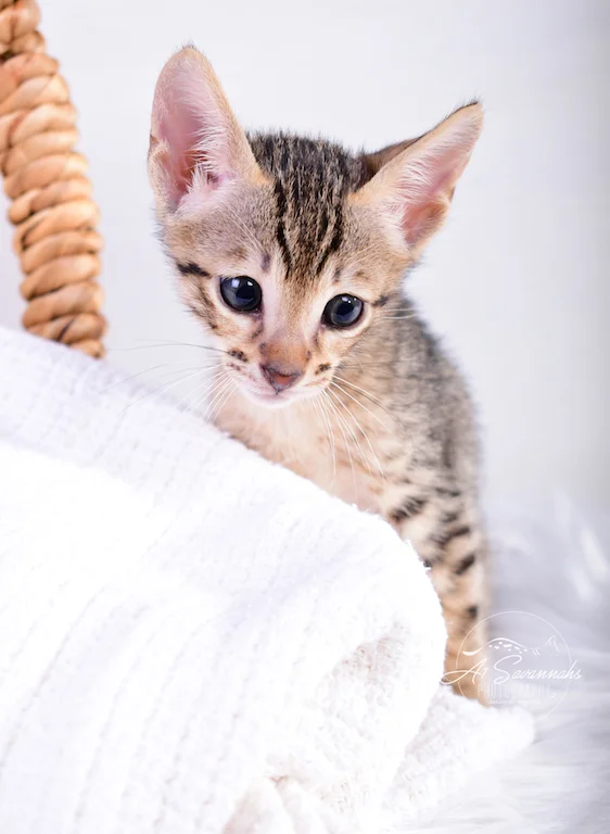 A1Savannahs Male Kitten, Sven, is an F6 SBT