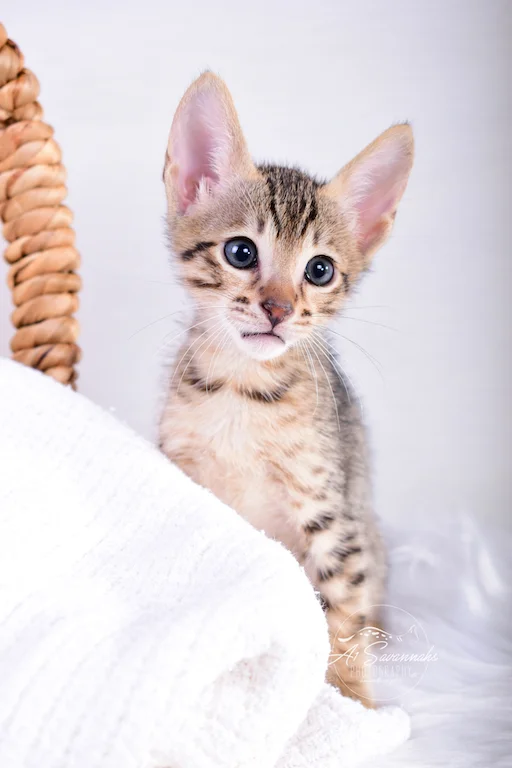 Sven is a young savannah kitten born and raised in Ponca City, OK