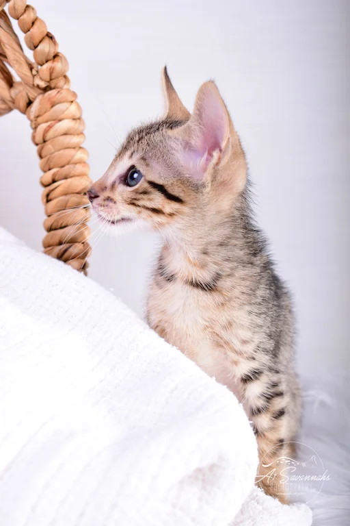 From The Original Founder of the Savannah Cat Breed is A1Savannahs Sven