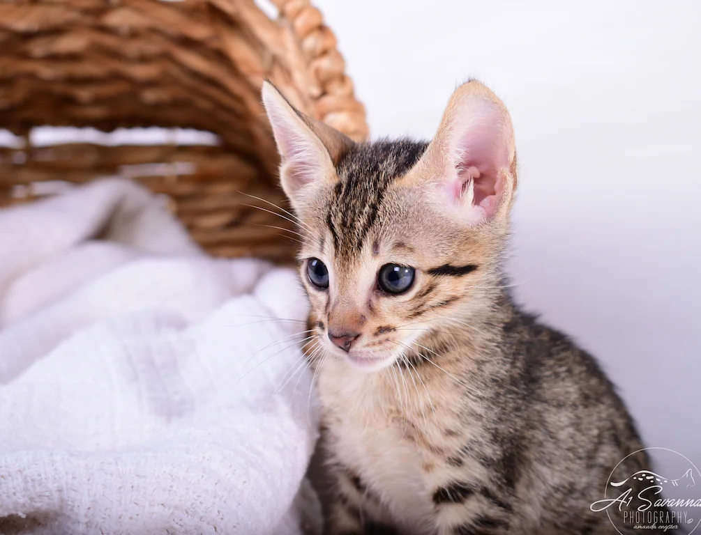 Here at A1Savannahs we breed beautiful young kittens like this male SBT Savannah Kitten Sven