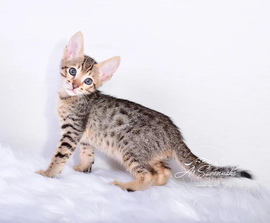 Showing off those amazing spots is A1Savannahs Male SBT Kitten Sven