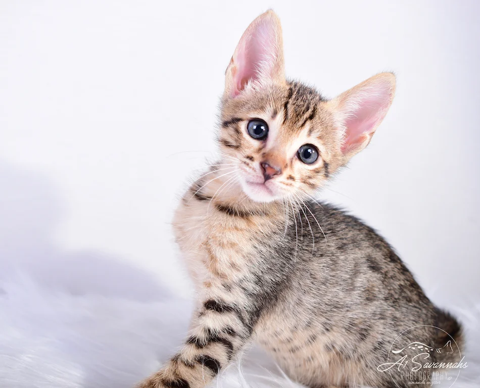 Sven is an F6 SBT Savannah Male from A1Savannahs, The Original Founder of the Savannah Cat Breed