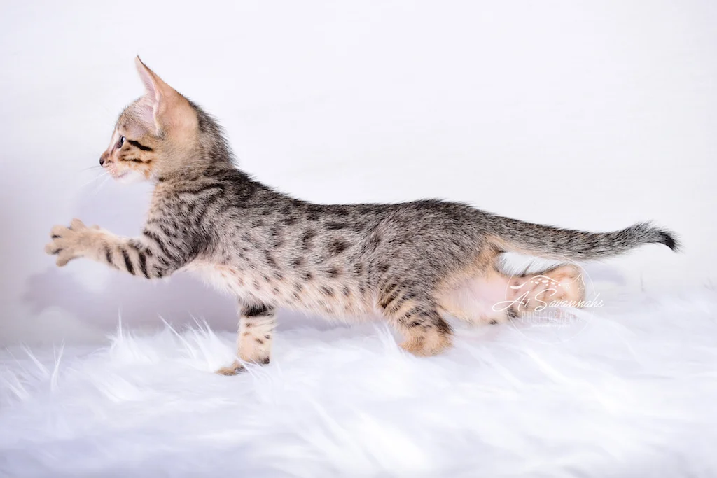 Reaching out to show you his spots is A1Savannahs Male SBT Kitten Sven