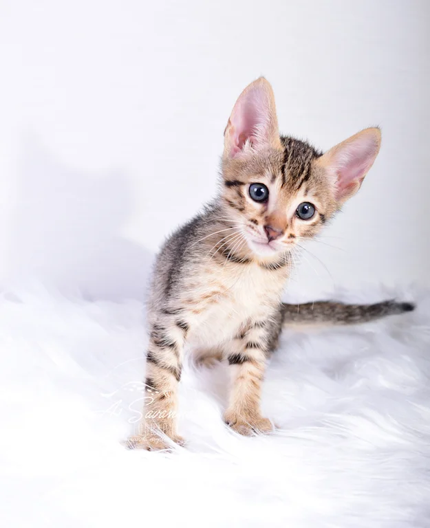 Curious and eager is A1Savannahs Male SBT Savannah Kitten Sven from Ponca City, OK