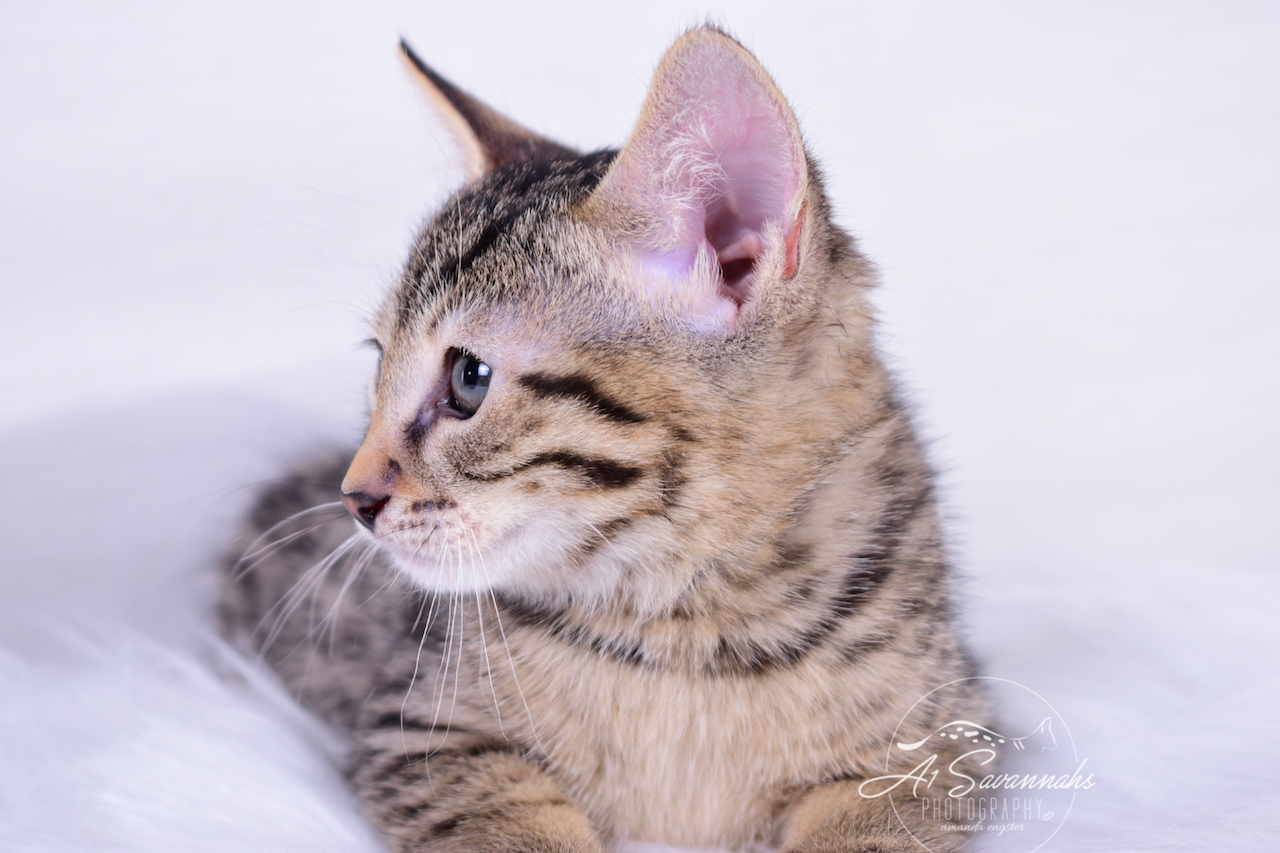 Italia is an F3 Female Savannah Kitten from The Original Founder of the Savannah Cat Breed