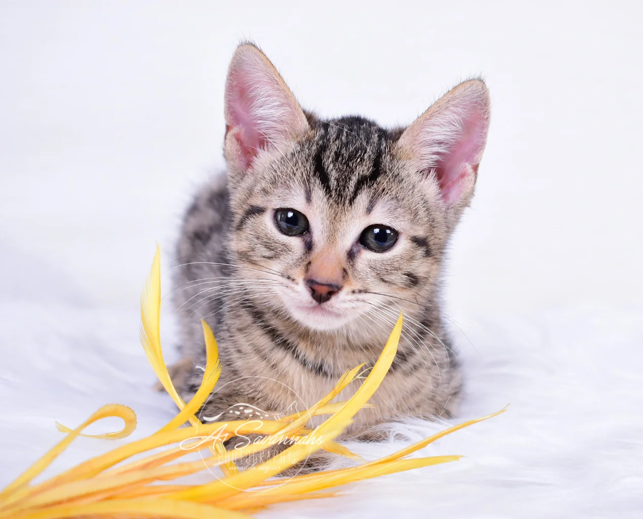A1Savannahs Italia is an F3 Female Savannah Kitten 