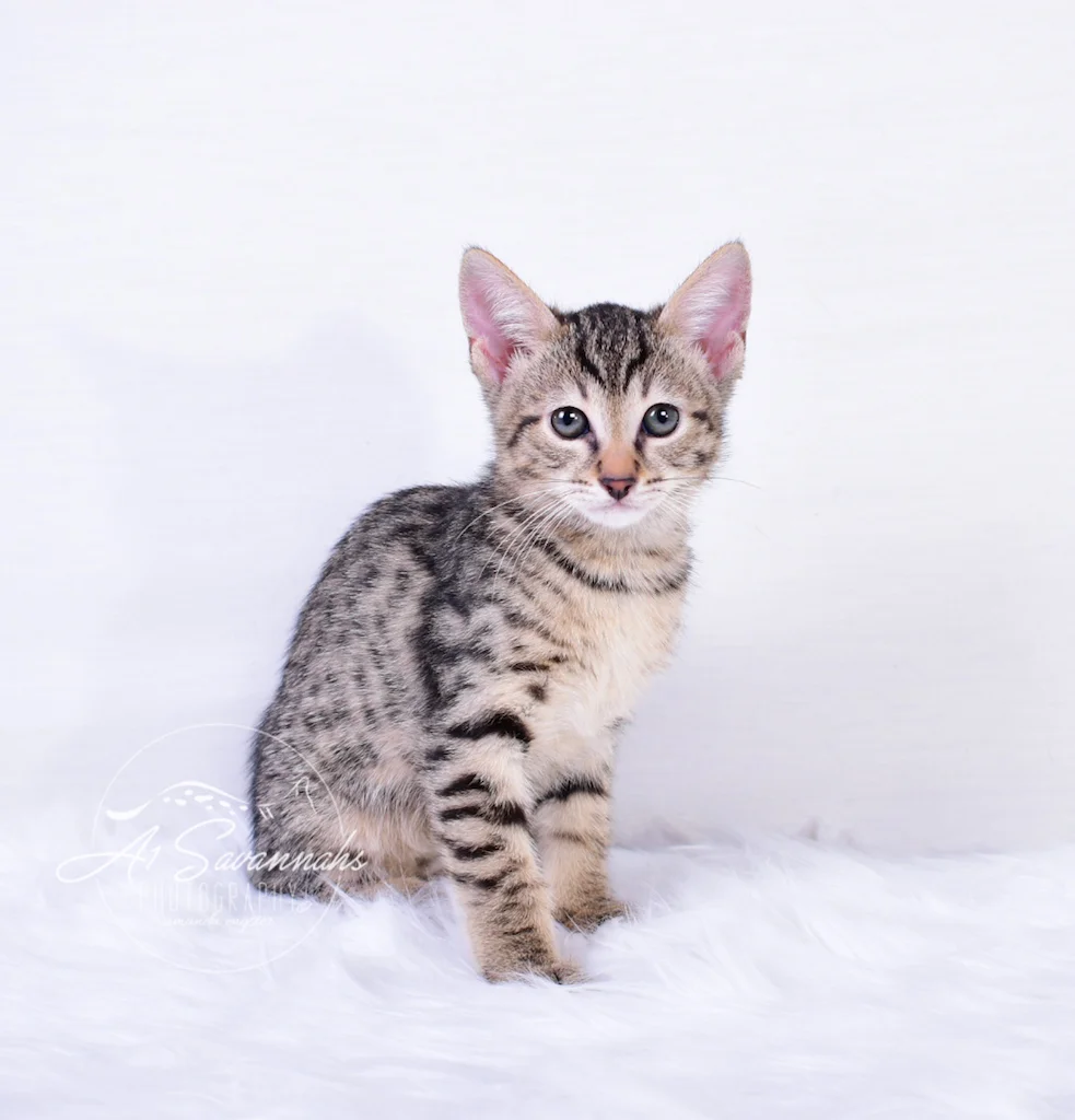 Standing tall is Italia, an F3 Female Savannah Kitten From The Original Founder of the Savannah Cat Breed