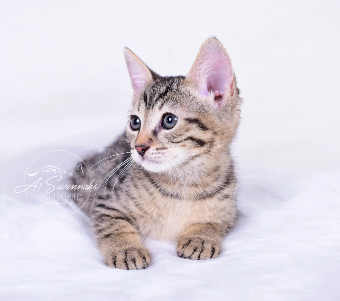 Female F3 Savannah Cat, Italia, is from Ponca City, OK