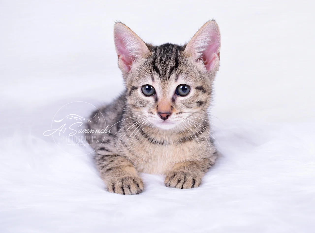 F3 Savannah Kitten Italia is posing for her photo