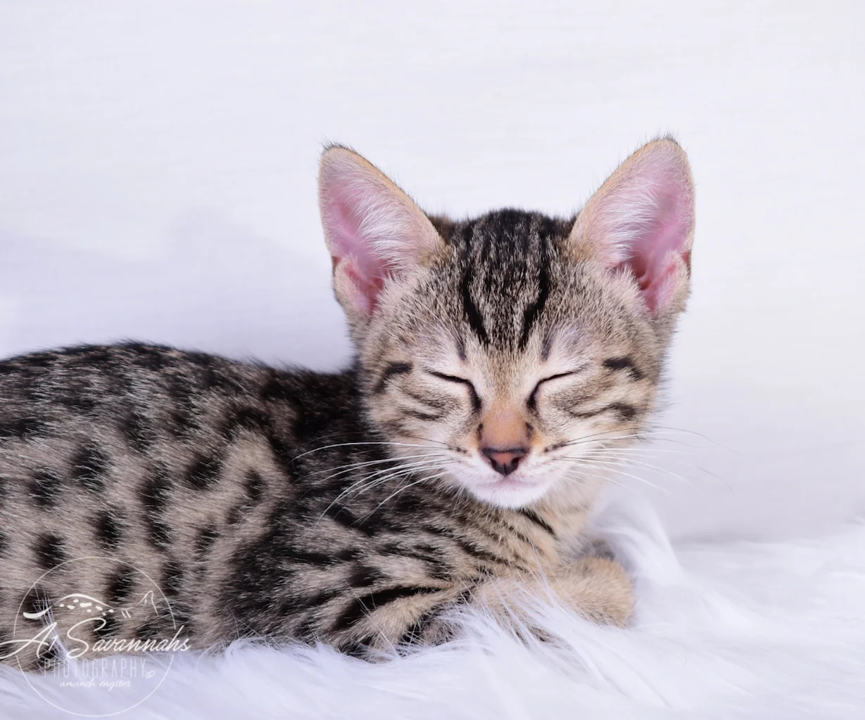 Female F3 Savannah Kitten Italia from Ponca City, OK