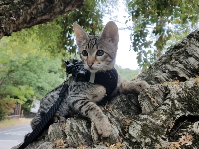 A1Savannahs F3 kitten climbing a tree branch in her cat harness