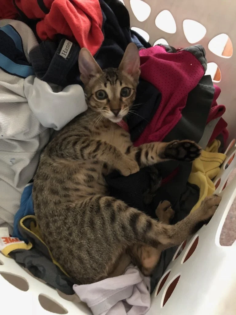 A1Savannahs F6 Riley helping mom and dad keep the laundry warm by taking a nap on it