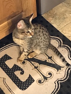 A1Savannahs F6 savannah kitten Khaleesi enjoying her new home