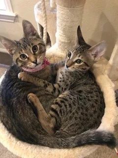 Khaleesi is an SBT savannah kitten snuggling up with her new best friend