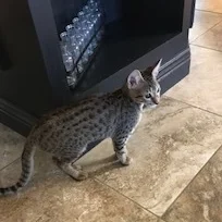 A1Savannahs F6 Khaleesi walking around her new home 