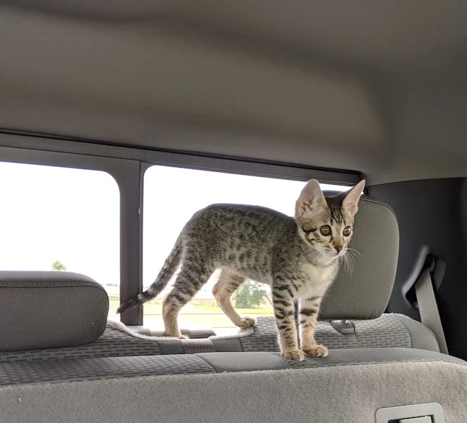 A1Savannahs F3 Khaleesi enjoying a car ride