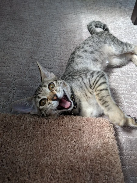F3 Savannah Kitten Thea (Khaleesi) just talking up a storm with mom