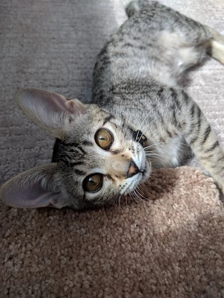 A1Savannahs F3 Khaleesi just stretching out in the sun