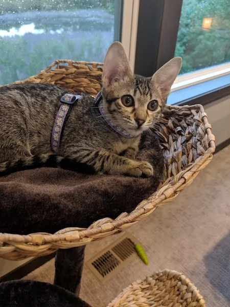 first day of harness training for A1Savannahs F3 savannah kitten
