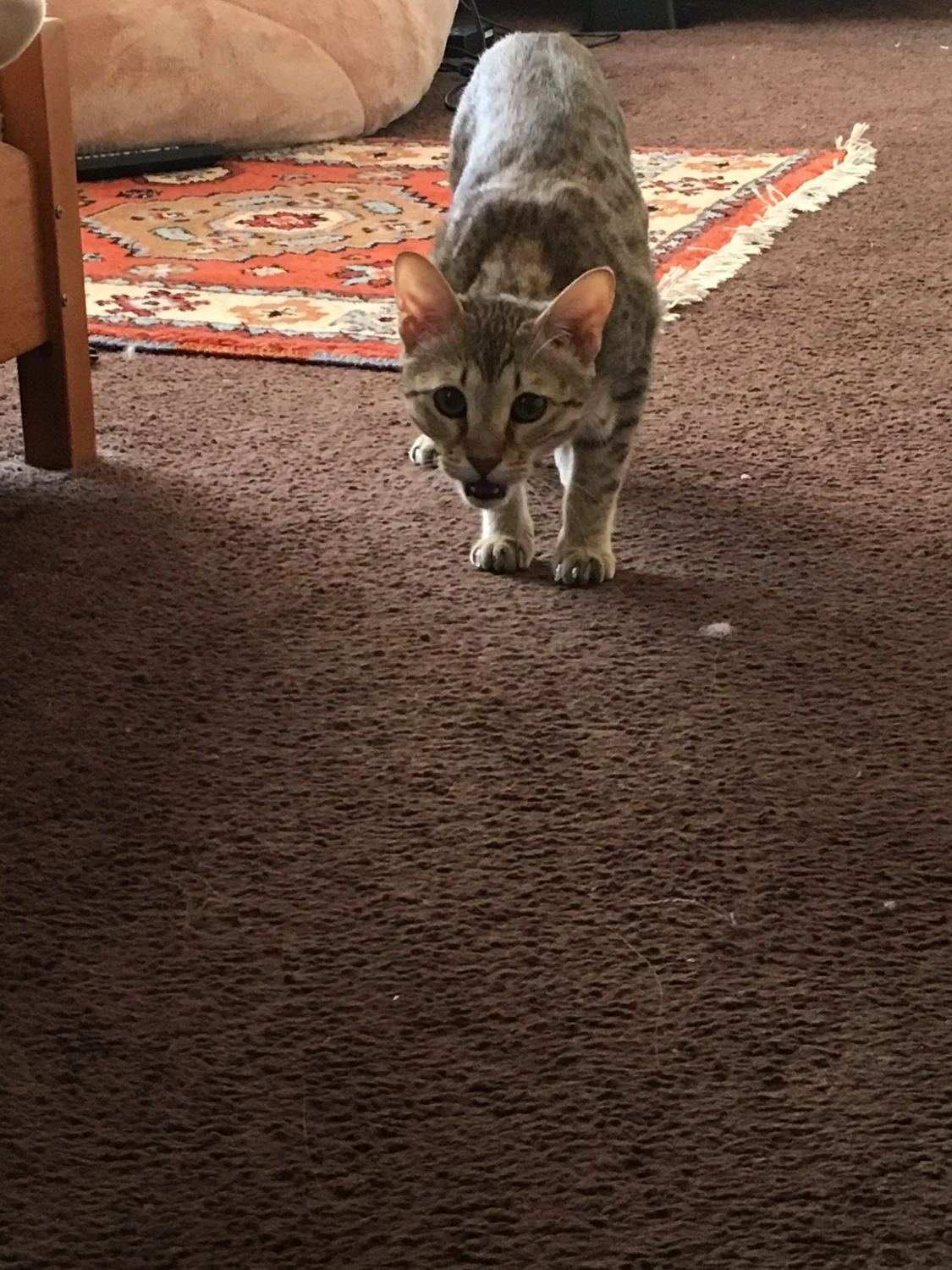 F4 savannah cat Zelda is stalking her mom
