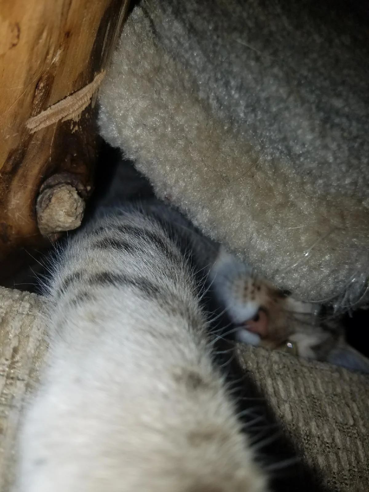 F4 Zelda reaching for her mom