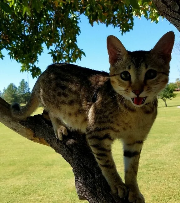 F4 Zelda enjoying an old fashioned tree climbing